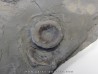 vertebres d'ICHTHYOSAURE STENOPTERYGIUS vertebres d'ICHTHYOSAURE STENOPTERYGIUS