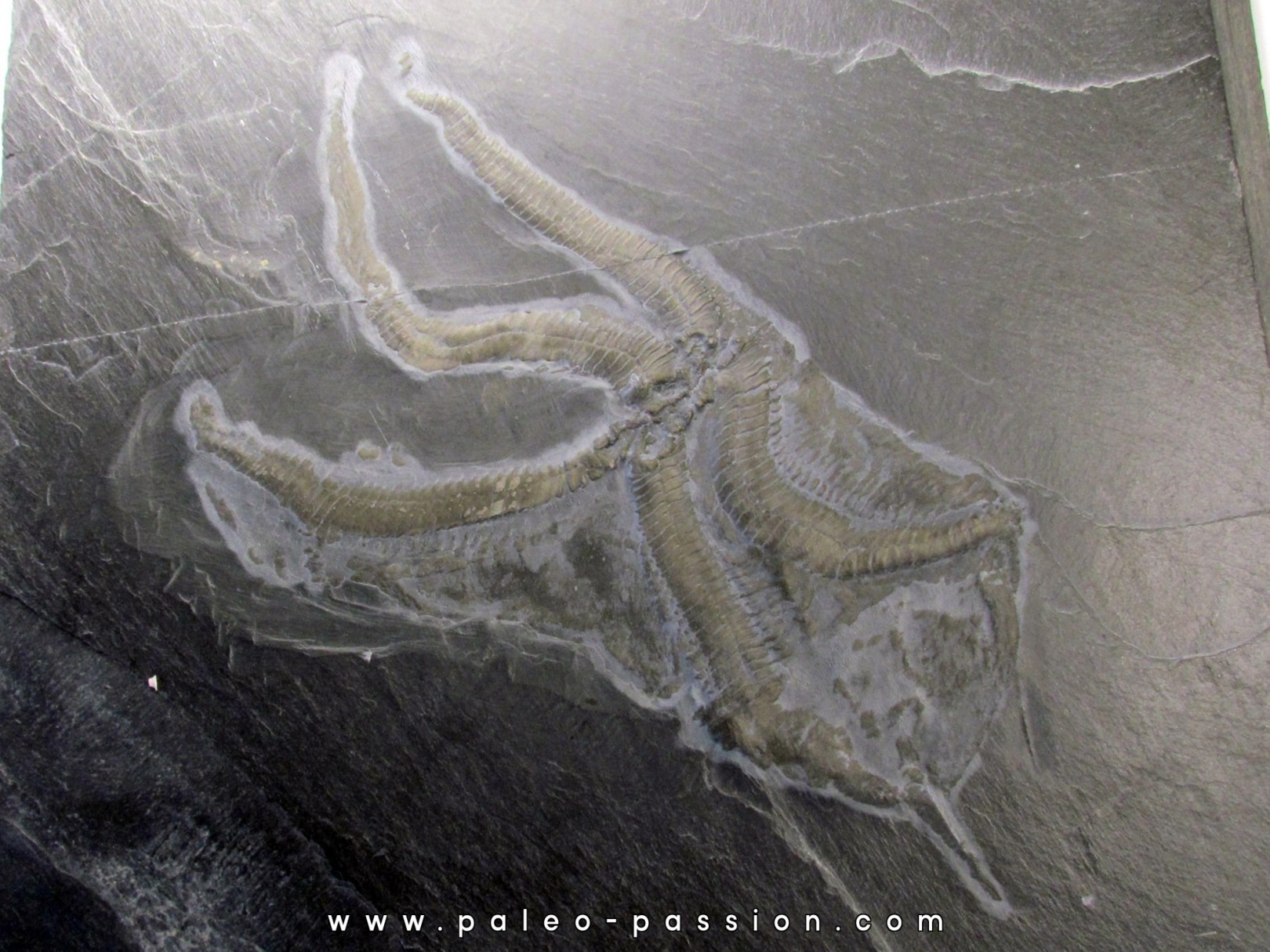 Loriolaster mirabilis Loriolaster mirabilis