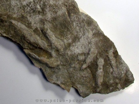 dinosaur foot print :  Coesolaurichnus grancieri