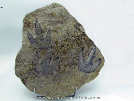 dinosaur foot print : Grallator variabilis