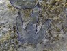 empreinte de dinosaure Grallator variabilis empreinte de dinosaure Grallator variabilis