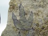 dinosaur foot print : Grallator variabilis