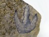 dinosaur foot print : Grallator variabilis
