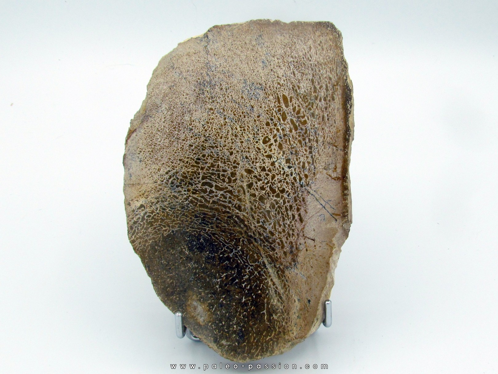 show me a dinosaur bone