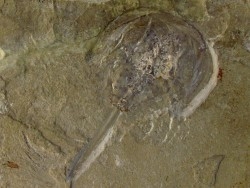 Limulus syriacus