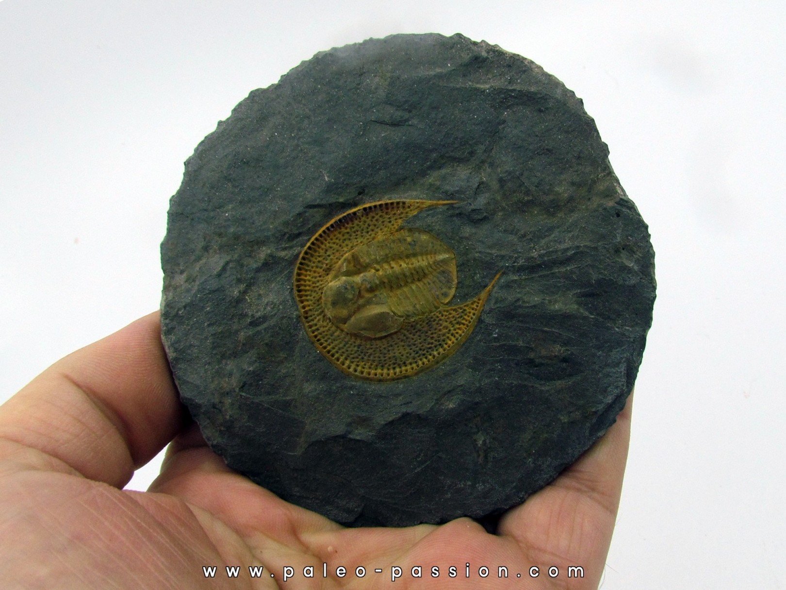 Declivolithus titan Declivolithus titan