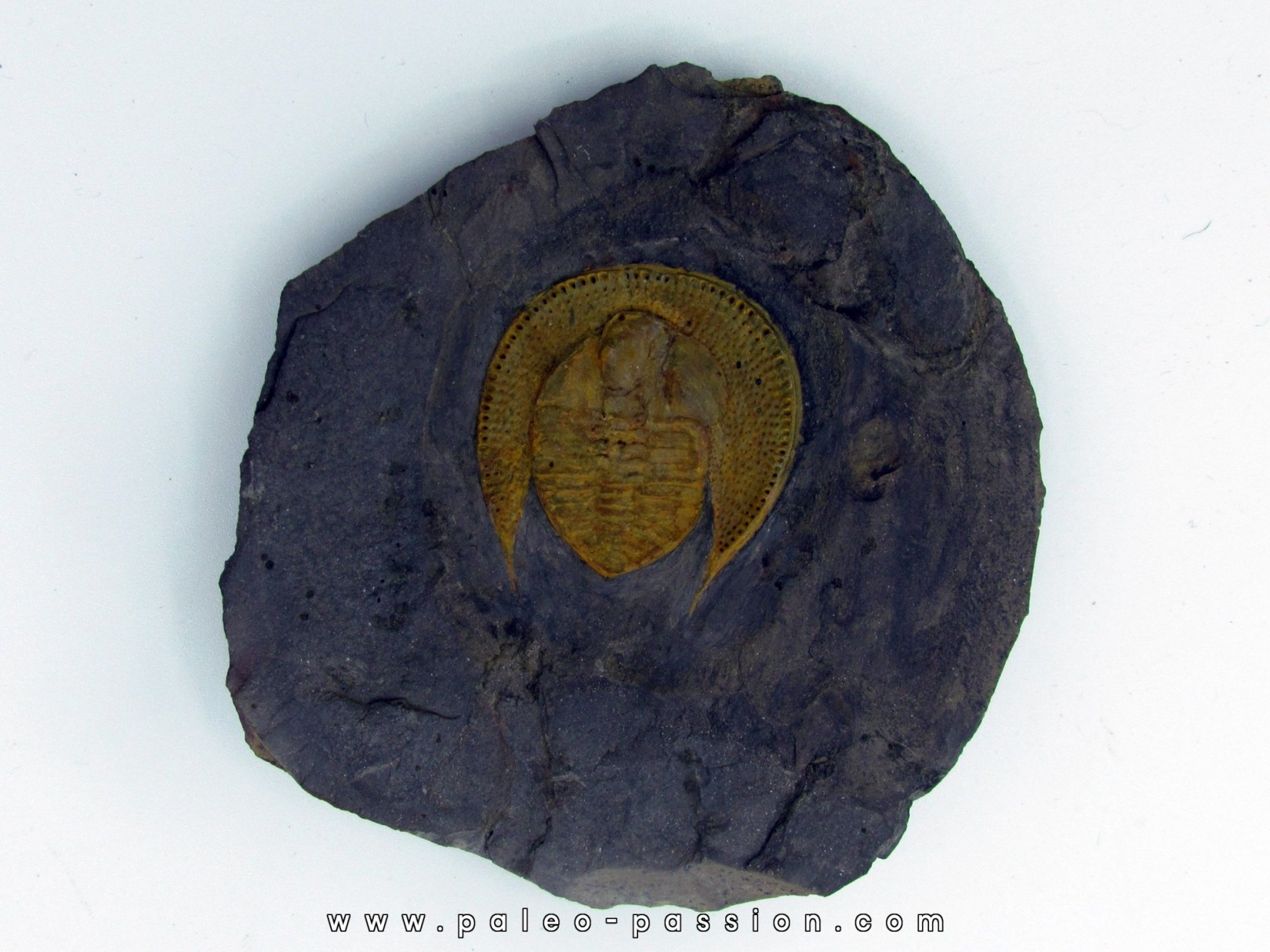 Declivolithus titan Declivolithus titan