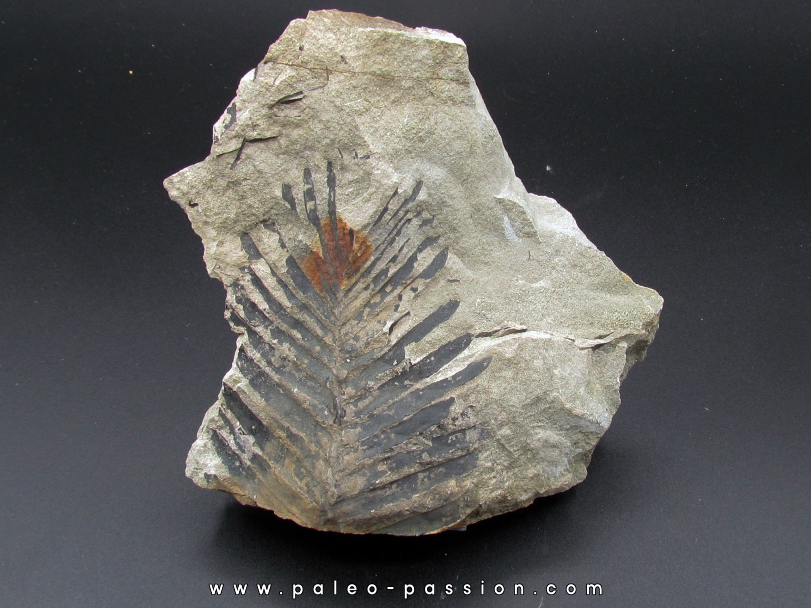 Zamites sp. Zamites sp.