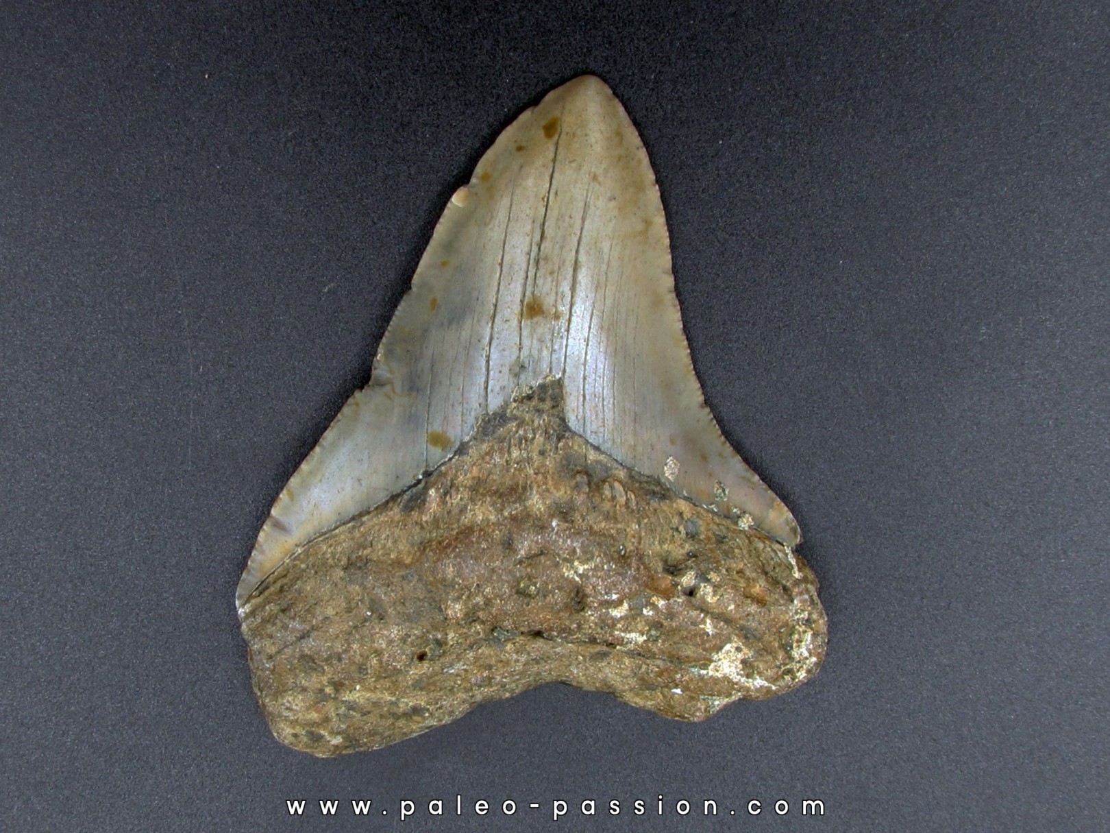 CARCHARODON MEGALODON CARCHARODON MEGALODON
