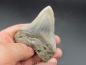 CARCHARODON MEGALODON CARCHARODON MEGALODON