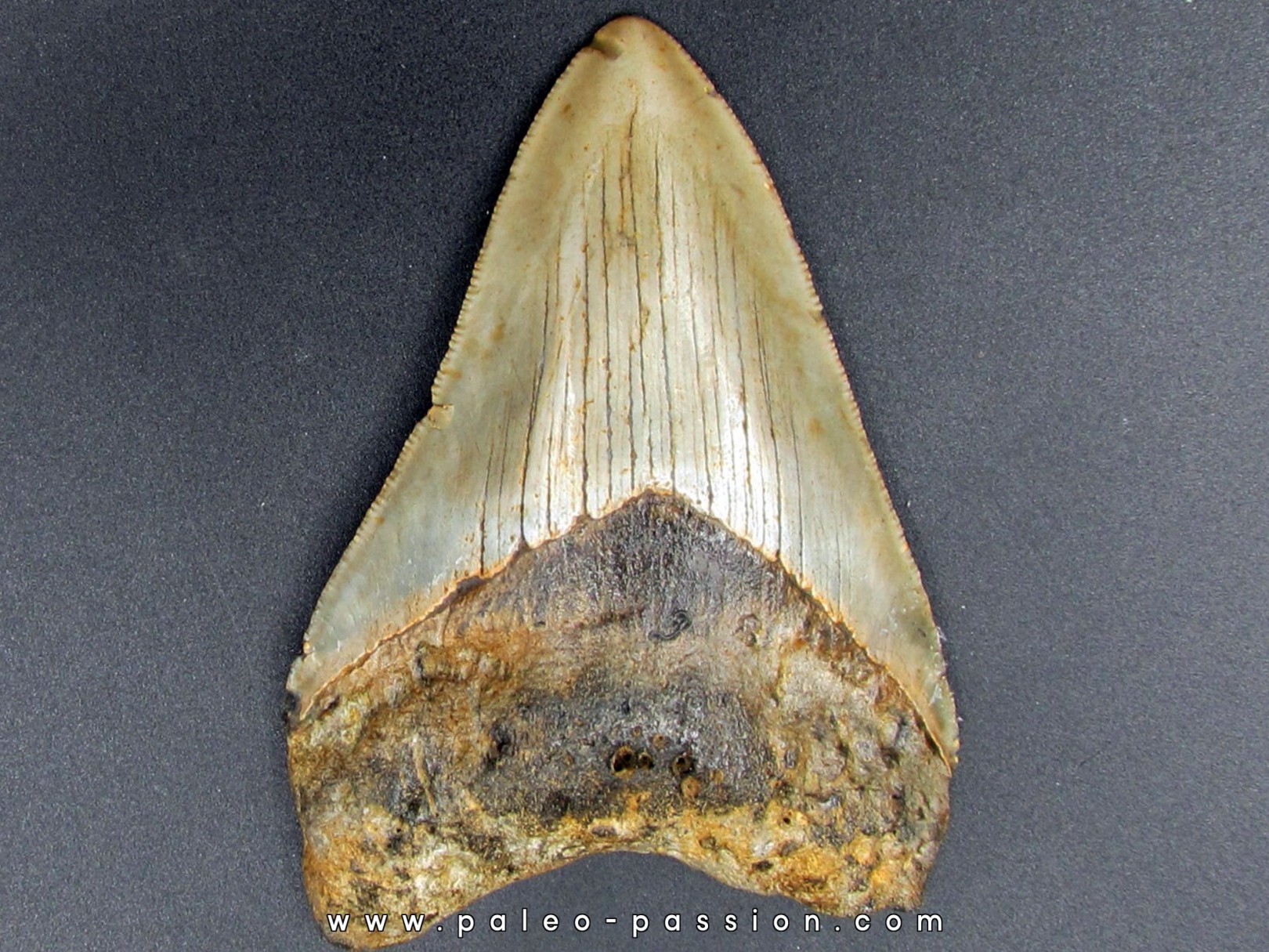 CARCHARODON MEGALODON