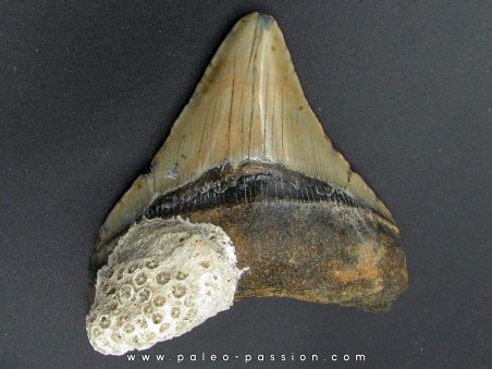 CARCHARODON MEGALODON