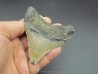 CARCHARODON MEGALODON CARCHARODON MEGALODON