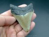 CARCHARODON MEGALODON CARCHARODON MEGALODON