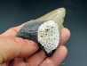 CARCHARODON MEGALODON CARCHARODON MEGALODON