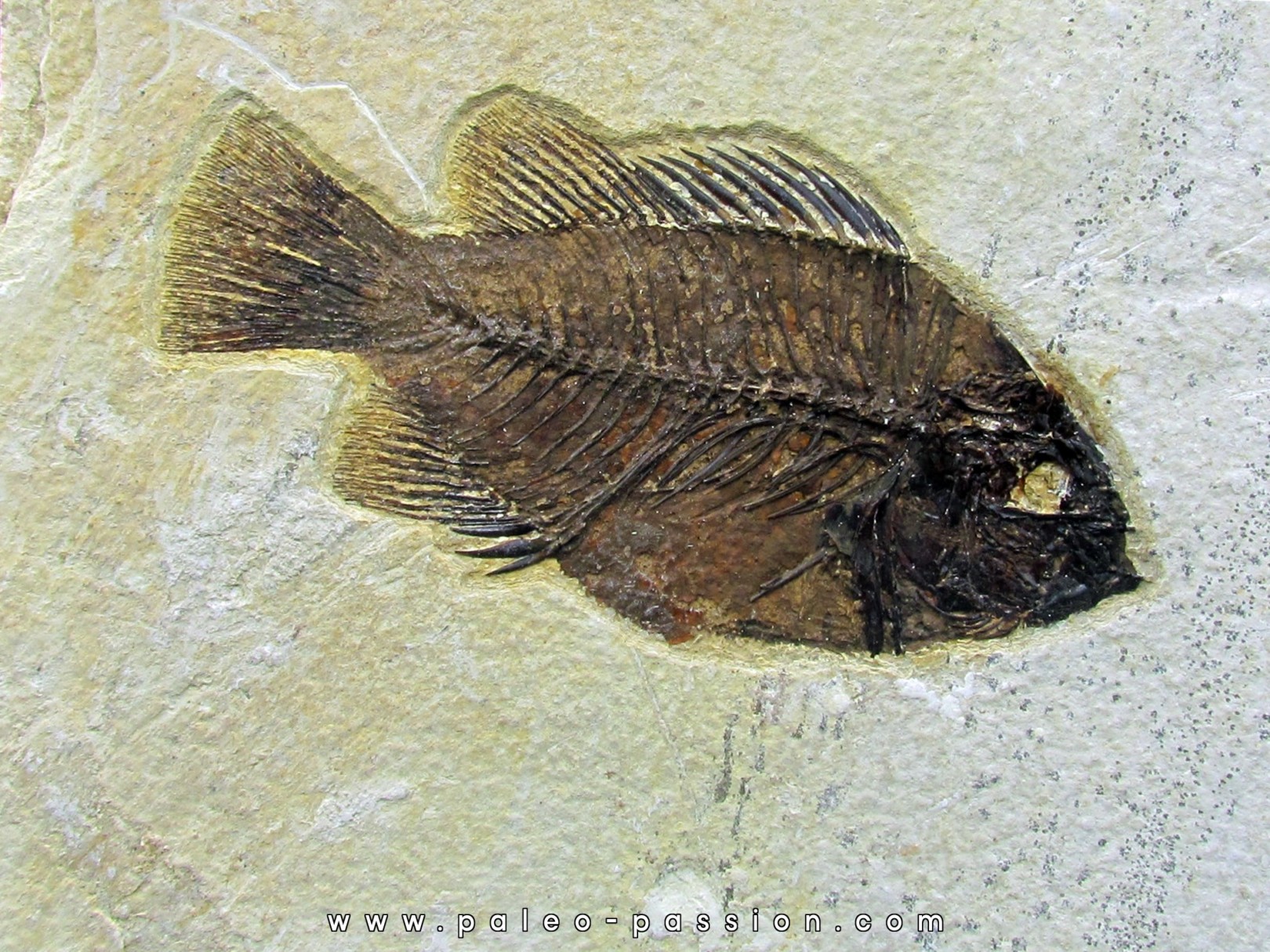 Cockerellites liops Cockerellites liops