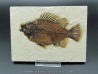 Cockerellites liops Cockerellites liops