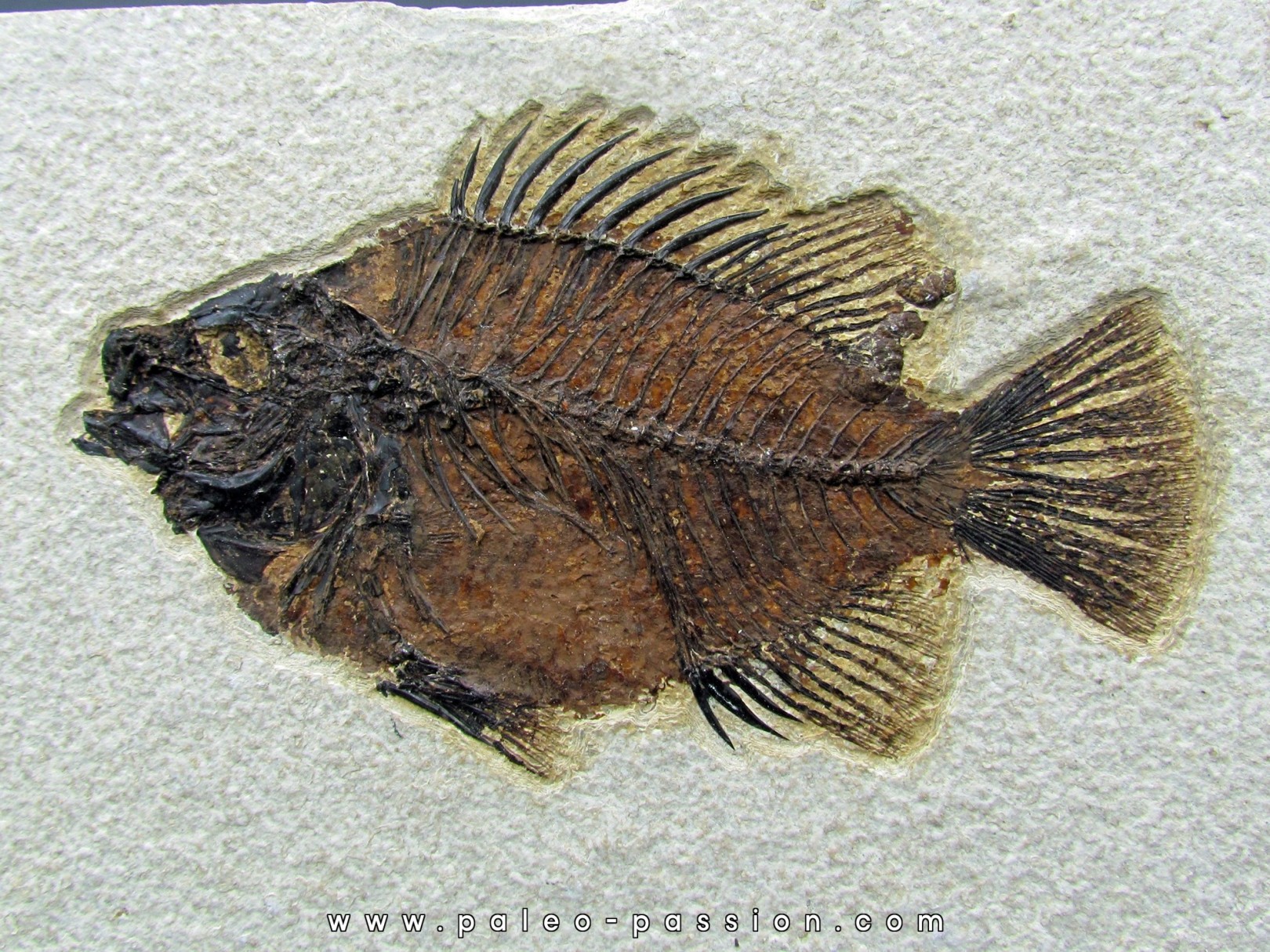 Cockerellites liops Cockerellites liops
