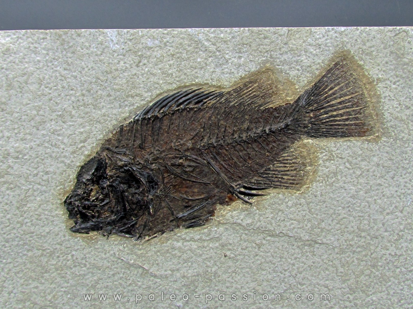 Cockerellites liops Cockerellites liops