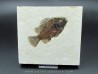 Cockerellites liops Cockerellites liops