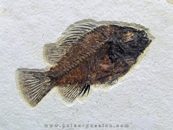 Cockerellites liops