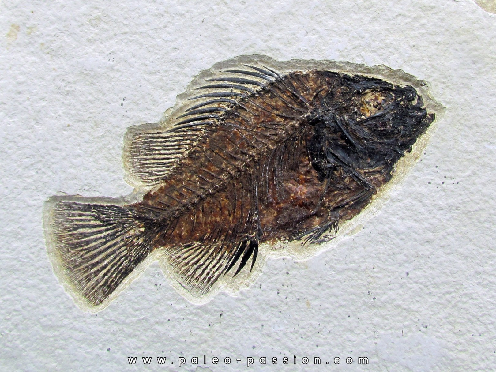 Cockerellites liops Cockerellites liops