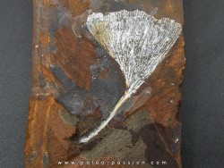 GINKGO ADIANTOIDES