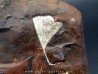 GINKGO ADIANTOIDES