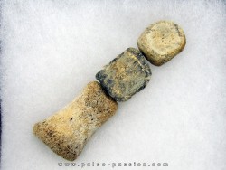 dinosaur hadrosaure : edmontosaure