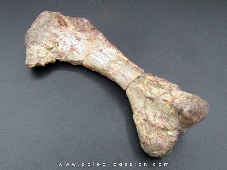 phytosaur bone