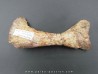phytosaur bone