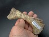 phytosaur bone