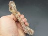 phytosaur bone