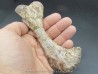 phytosaur bone