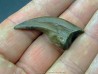 griffe de dinosaure OVIRAPTOR  Chirostenotes pergracilis griffe de dinosaure OVIRAPTOR  Chirostenotes pergracilis