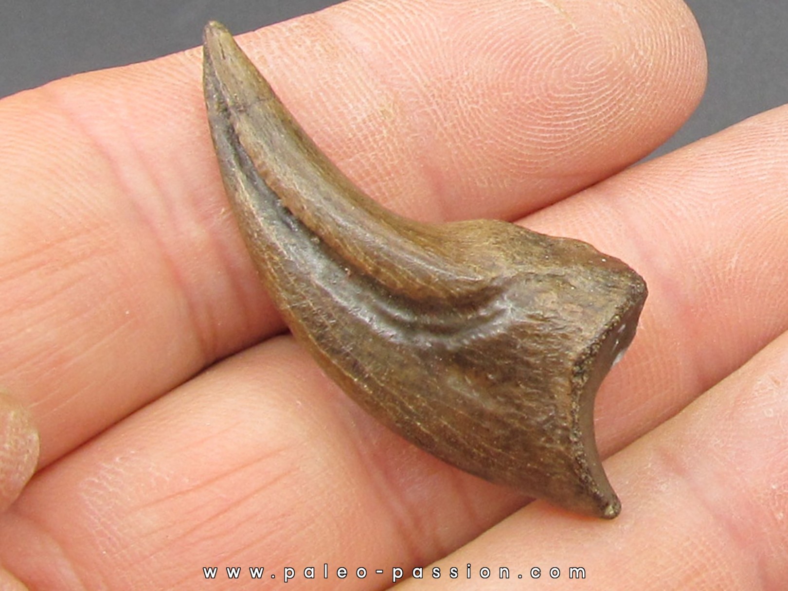 griffe de dinosaure OVIRAPTOR  Chirostenotes pergracilis griffe de dinosaure OVIRAPTOR  Chirostenotes pergracilis