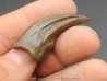 griffe de dinosaure OVIRAPTOR  Chirostenotes pergracilis griffe de dinosaure OVIRAPTOR  Chirostenotes pergracilis