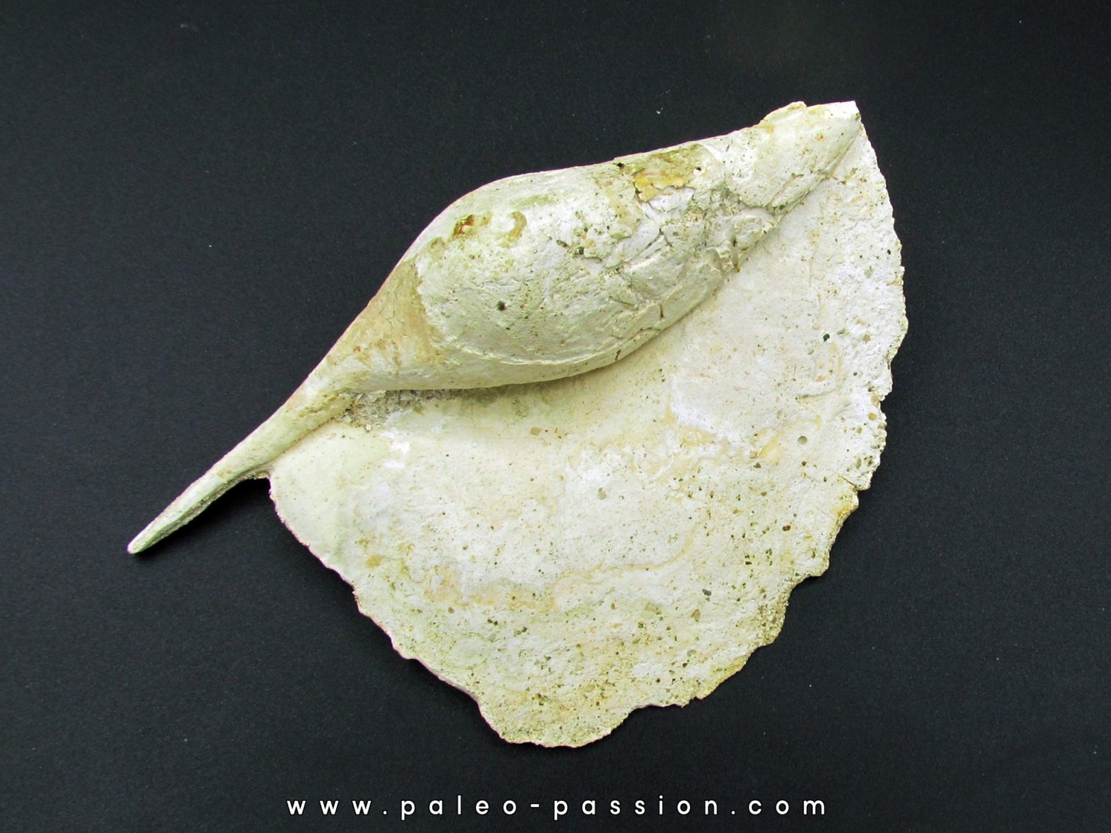 Rostellaria Baylei Rostellaria Baylei