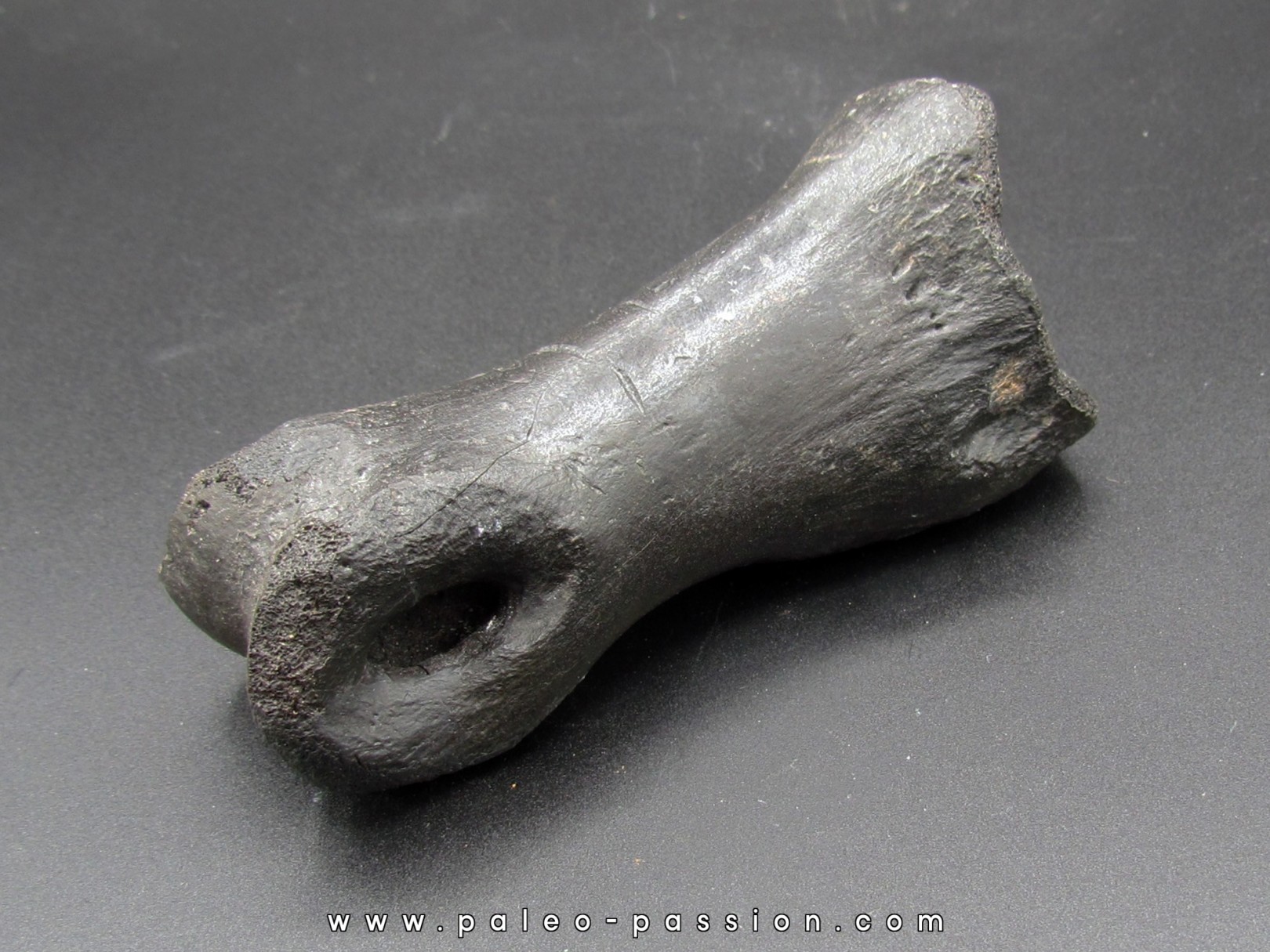oviraptor toe preserved with traces of predation - Anzu Wyliei oviraptor toe preserved with traces of predation - Anzu Wyliei