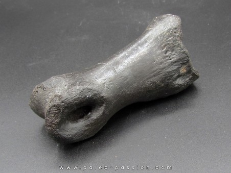 oviraptor toe preserved with traces of predation - Anzu Wyliei