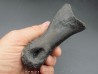 oviraptor toe preserved with traces of predation - Anzu Wyliei oviraptor toe preserved with traces of predation - Anzu Wyliei
