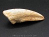 tyrannosaure claw