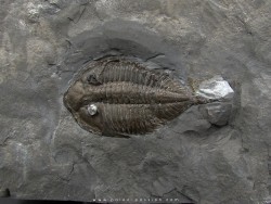 DALMANITES LIMURUS