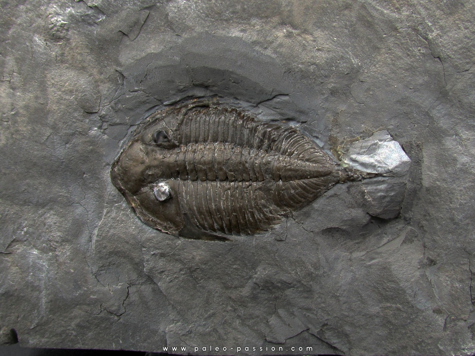 DALMANITES LIMURUS DALMANITES LIMURUS