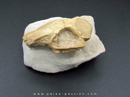 CRANE DE LAPIN palaeolagus sp.