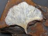 GINKGO ADIANTOIDES