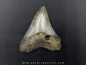 CARCHARODON MEGALODON CARCHARODON MEGALODON