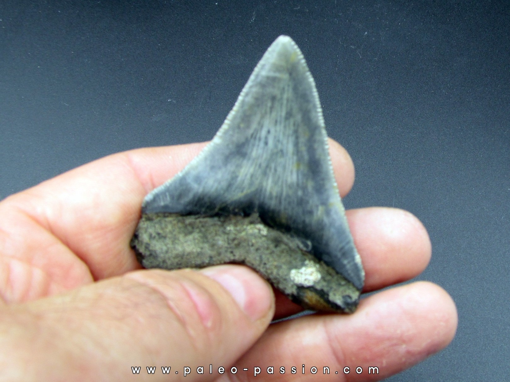 CARCHARODON MEGALODON CARCHARODON MEGALODON