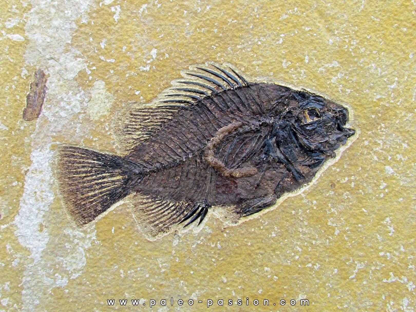 Cockerellites liops Cockerellites liops