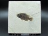 Cockerellites liops Cockerellites liops